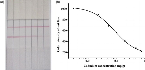 Figure 3. The detection results of Cd in rice by immunochromatography (a) and the standard curve (b).