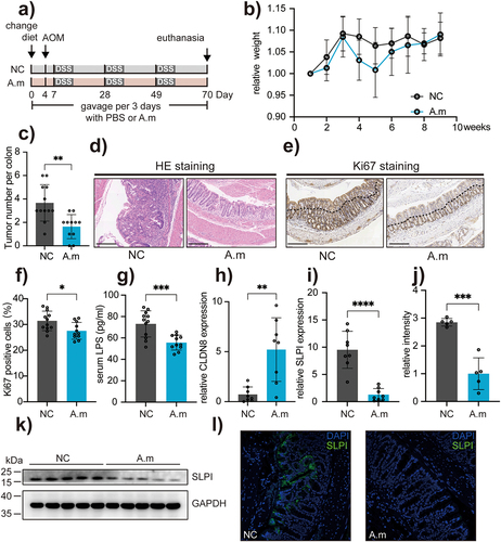 Figure 7. Supplementation of Akkermansiaceae muciphila protects epithelial tumorigenesis against dietary iron. (a) Schematic overview of the AOM/DSS-induced cancer model. Mice were gavaged every three days with PBS (NC) or A. muciphila for 10 weeks. AOM (10 mg/kg) was injected intraperitoneally at day 4. Mice were sacrificed at the end of week 10 (NC group, n = 12; A.M group, n = 11). (b) Weight changes are expressed as the mean change from the starting weight. (c) Tumor number in the mice of NC and A.M groups. (d – e) Representative images of H&E staining and Ki67-positive cells of colon sections in the NC and A.M groups. Scale bars, 200 μm. (f) Quantitation of Ki67 expression in the colons. (g) LPS concentration in the serum of mice from NC and A.M groups. (h) Gene expression of CLDN8 in mice from NC and A.M groups. (i) Gene expression of SLPI in mice from NC and A.M groups. (i – k) Protein expression of SLPI in mice from NC and A.M groups determined by western blot. (l) Protein expression of SLPI in NC and A.M mice determined by immunofluorescence staining. Data are expressed as the mean ± SD. Each data point represents one mouse. Statistical significance was determined by unpaired Student’s t-test. *p < .05, **p < .01, ***p < .001, ****p < .0001.