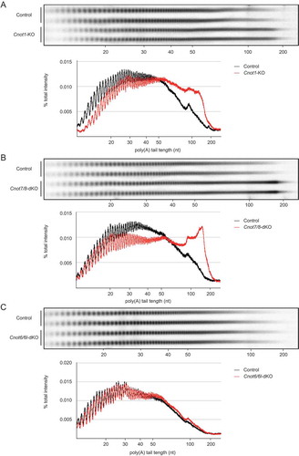 Figure 4. RNAs in Cnot1-KO and Cnot7/8-dKO MEFs have longer polyA tails compared to those in Cnot6/6l-dKO MEFs. (A-C) Poly(A) tail lengths of bulk RNA in Cnot1-KO (A), Cnot7/8-dKO (B) and Cnot6/6l-dKO MEFs (C) (n = 2 for each genotype). Cnot1-flox MEFs infected with mock retrovirus, Cnot7+/+; Cnot8-flox MEFs infected with mock retrovirus, and WT MEFs were used as controls, respectively. Densitograms of poly(A) tail lengths are shown below each image. The signal intensity normalized to total intensity (%) was calculated. The mean of two independent experiments was used.