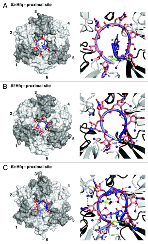 Figure 2. RNA binding and 3′-end recognition in the proximal site of Hfq. Left panels: Overview, with the protein as transparent surfaces (ring orientation as in Fig. 1D). Right panels: Zoom, with the protein as cartoon. (A) Dilated RNA conformation and an expelled 3′-end on SaHfq.Citation26 Hfq protomers are colored in white and gray and numbered clockwise for orientation. RNA is shown as sticks with a backbone cartoon that is colored with a gradient from light to dark blue to indicate the 5′-3′ direction. Nucleotides that reside in specific binding pockets are in red, the expelled terminal guanine is in dark blue. Dark blue spheres indicate conserved water molecules that, in the dilated conformation, contact the phosphates of the RNA backbone (hydrogen bonds dotted red). (B) Constricted RNA conformation on StHfq.Citation29 The constricted conformation allows the recognition of the 3′-end by H57 (residue and dotted hydrogen bond in lime). The conserved water molecules contact the ribose of the RNA backbone. (C) Mixed RNA conformation on EcHfq.Citation30 The irregular backbone alternates between the dilated and constricted conformations as illustrated by the contacts to the conserved waters. One of the uridines (dark blue) is expelled from its pocket, and another uridine (light blue) stabilizes the backbone conformation by a hydrogen bond (lime) to the last phosphate in the RNA chain. The 3′-hydroxyl group of the terminal adenine is recognized via a hydrogen bond to H57 (both in lime). The stabilizing Mg2+-ion and its coordination are also shown in lime, the remaining hydrogen bond network as dotted red lines.
