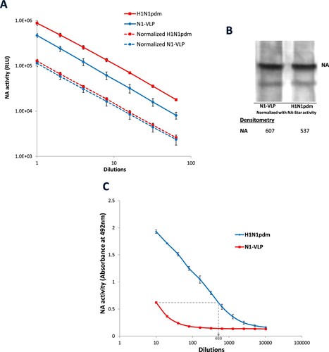 Figure 1. Differential NA activities from H1N1pdm influenza virus and NA-VLP. (A) NA activity of H1N1pdm virus and N1-VLP was detected and normalized using NA-Star kit. The NA activities were measured in Relative Luminescence Units (RLU) and plotted against dilutions. (B) The levels of NA protein (75 and 55 kDa) in the normalized H1N1pdm virus and N1-VLP samples were detected by western blotting using rabbit anti-NA antisera. (C) NA activities of the normalized samples against fetuin were determined in Enzyme-Linked-Lectin-Assay (ELLA). Desialylation of fetuin were detected using HRP-conjugated PNA lectin followed by OPD. Mean absorbance at 492 nm is plotted against sample dilutions. The experiments have been repeated twice with similar results.