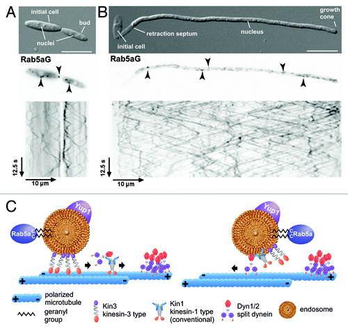 Figure 1. Microtubule-dependent shuttling of Rab5a-positive endosomes. (A) Yeast and (B) filamentous form of strain AB33Rab5aG expressing an active bW2/bE1 variant under the control of a nitrogen-source regulated promoter and the green fluorescent protein (Gfp) fused to the N-terminus of Rab5a (filamentous growth was induced by changing the nitrogen source of the medium; size bars, 10 µm). Rab5aG-positive endosomes (arrowheads in the inverted image detecting Gfp fluorescence) shuttle bi-directionally along microtubules (kymograph in the lower panel). In the kymograph time is plotted vs. distance. Thus, motion of Rab5aG is visible as defined tracks (note the highly processive movement and the reversal of shuttling at the poles). (C) Model depicting the motor-dependent mechanism (three motor system) of endosome transport (endosomes carry the small G protein Rab5a and the SNARE Yup1; symbols are explained in the inlay).