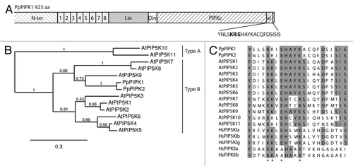 Figure 1. (A) Modular structure of plant type I/II B PpPIPK1. N-terminal (N-ter), MORN motifs (1–8), linker (Lin), dimerization domain (Dim), PIPK catalytic kinase domain (PIPKc) and activation loop (al). (B) Phylogenetic analysis of PIPKs. Maximum likelihood (ML) tree created with the full-length PIPKs sequences of P. patens and A. thaliana. (C) Amino acid sequence alignment of the activation loop of P. patens¸ A. thaliana, and type I and type II H. sapiens PIPKs. The asterisks indicates conserved amino acids mentioned in this review. First, two conserved positively charged amino acids (KR or KK); second, (E or A), which are involved in substrate specificity; third, (K) which is involved in plasma localization of animal type I PIPKs.