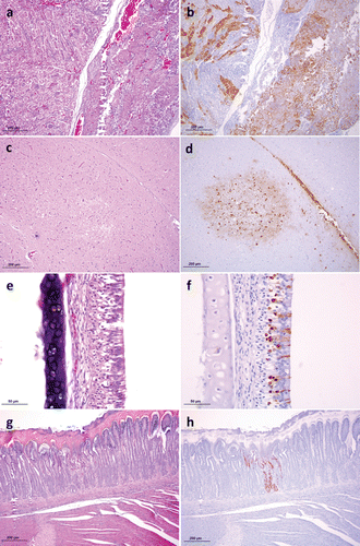 Figure 2. Microscopic lesions and positive viral antigen cells in H7N1 HPAIV-infected R. partridges (Bertran et al., Citation2011). 2a: Kidney and adrenal gland, 5 dpi Necrosis of the tubular epithelial cells of the renal cortex, multifocal to coalescent areas of necrosis of corticotrophic and corticotropic adrenal cells (haematoxylin and eosin [HE]). 2b: Kidney and adrenal gland, 5 dpi Tubular epithelial cells of the kidney, corticotrophic and corticotropic adrenal cells (IHC). 2c: Brain, 5 dpi Focal areas of malacia (HE). 2d: Brain, 5 dpi Neurons, ependymal cells, and glial cells (IHC). 2e: Nasal turbinates, 6 dpi Necrosis of single cells of the olfactory epithelium (HE). 2f: Nasal turbinates, 6 dpi Olfactory epithelial cells (IHC). 2g: Gizzard, 3 dpi Focal areas of degeneration and necrosis of the gastric glands (HE). 2h: Gizzard, 3 dpi Epithelial cells of the gastric glands (IHC).