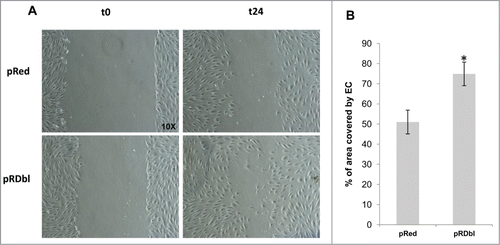 Figure 8. Dbl expression induces endothelial cell migration. (A) HUVEC migration was evaluated by the scratch assay. Representative images of healing in the presence of MCF-10 pRed or pRDbl at 0 and 24 h (t = 0 and t = 24) are reported (magnification: 10X). (B) Data are reported as a percentage of area covered by endothelial cells (EC) after co-culture with MCF-10 pRed or pRDbl. The experiment was performed 3 times in duplicate (2 wells/experiment). Cells were photographed and cell-free areas were measured by image analysis. *P < 0.05.