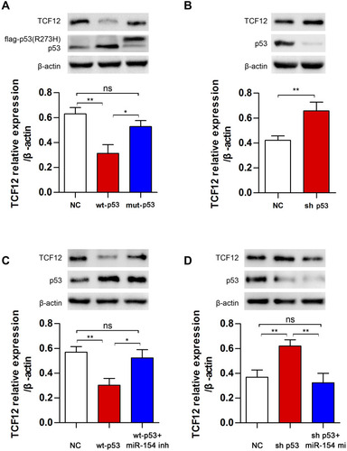 Figure 6 The regulation of TCF12 by p53 was mediated by miR-154. (A) TCF12 was detected in U251 cells after transfection with wt-p53 or mut-p53. (B) TCF12 was detected in U87 cells after transfection with sh p53. (C) MiR-154 inhibitor blocked the p53-induced decrease in TCF12 in U251 cells. (D) The miR-154 mimic reduced the sh p53-induced increase in TCF12 in U87 cells (*p<0.05, **p<0.01, ns: no significance).