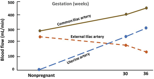 Figure 3. Changes in blood flow in pelvic blood vessels during pregnancy compared to non-pregnant state.
