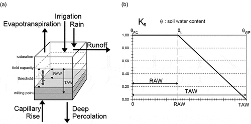 Figure 7. (a) Water balance of the root zone and (b) water stress coefficient Ks (modified from Allen et al. Citation1998).