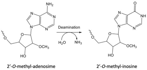 Figure 8. Transformation of 2′-O-methyl-adenosine to 2′-O-methyl-inosine on the 3′ terminus of an oligonucleotide.
