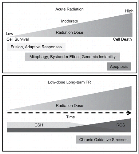 Figure 1. Radiation response of mitochondria The upper panel shows the difference in the radiation response of mitochondria according to the radiation dose after acute single radiation. The lower panel shows the mitochondrial radiation response to low-dose long-term fractionated radiation.
