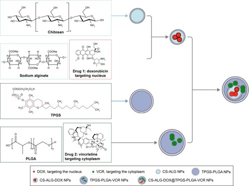 Figure 1 Preparation scheme of co-delivery nanoparticles.Abbreviations: DOX, doxorubicin; VCR, vincristine; TPGS, D-α-tocopheryl polyethylene glycol 1000 succinate; PLGA, poly(lactic-co-glycolic acid); NPs, nanoparticles; CS-ALG-DOX NPs, chitosan-alginate nanoparticles carrying doxorubicin; TPGS-PLGA-VCR NPs, vitamin E D-α-tocopheryl polyethylene glycol 1000 succinate-modified poly(lactic-co-glycolic acid) nanoparticles carrying vincristine; CS-ALG-NPs, chitosan-alginate nanoparticles; TPGS-PLGA NPs, vitamin E d-a-tocopheryl polyethylene glycol 1000 succinate-modified poly(lactic-co-glycolic acid) nanoparticles; CS-ALG-DOX@TPGS-PLGA-VCR NPs, CS-ALG-DOX NPs loaded at TPGS-PLGA-VCR NPs.