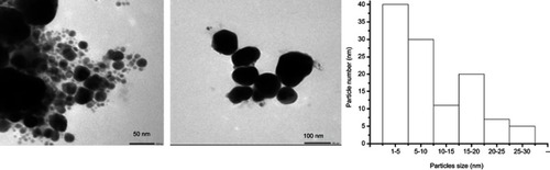 Figure 9 (A) TEM images of rifampicin conjugated silver (Rif-Ag) nanoparticles. (B) Particle size of nanoparticles distribution.