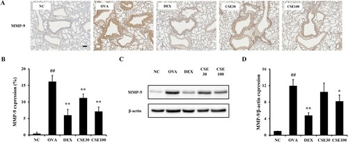 Figure 7. CSE inhibited MMP-9 expression in asthmatic mice. (a) MMP-9 expression was determined by IHC. (b) MMP-9 expression. (c) MMP-9 expression on gel. (d) Relative protein expression value. NC: normal control; OVA: asthma group; DEX: asthma with dexamethasone-treated group; CSE30 and CSE100: asthma with CSE-treated group (30 and 100 mg/kg). Data presented as means ± SD (n = 7). ##p < 0.01 compared to the NC group, *p < 0.05 and **p < 0.01 compared to the OVA group. Scale bar: 100 μm.