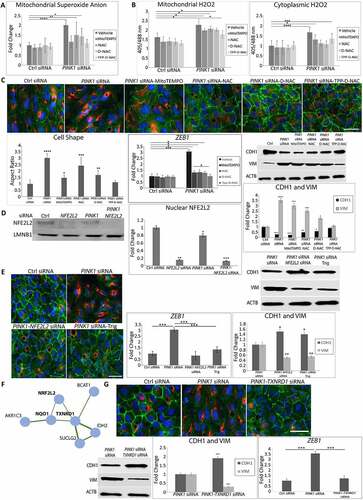 Figure 4. Mitochondrial ROS and NFE2L2 are required for EMT. ARPE-19 cells treated with Ctrl or PINK1 siRNA were incubated with MitoTEMPO, NAC, D-NAC or TPP-D-NAC for 24 h. (a) Mitochondrial superoxide was quantified with MitoSOX (5 μM, 20 min. treatment) and plotted as fluorescence units/well (N = 3). (b) Mitochondrial and cytoplasmic H2O2 were measured using mito-roGFP2-ORP1 or cyto-roGFP2 fusion protein as a redox sensitive fluorescent biosensor and plotted as fluorescence units/well (N = 4). (c) Immunocytochemistry image of CDH1 (green), VIM (red) and DAPI (blue) showing cell morphology and mesenchymal transition in PINK1-KD cells and cellular response after adding MitoTEMPO, NAC, D-NAC, or TPP-D-NAC. Graph shows the cell shape after calculating the cell aspect ratio (>20 cells measured/group). Note how CDH1 labeling in the periphery is lost and cytoplasmic VIM labeling is increased with PINK1-KD, and that these changes are decreased with antioxidant treatment. Bar: 25 μm. Western blot shows increased CDH1 and decreased VIM with PINK1-KD, changes that are mitigated with antioxidant treatment (MitoTEMPO, NAC, D-NAC, and TPP-D-NAC). Results are represented as fold change (N = 3). EMT transcription factor ZEB1 was quantified using TaqMan qRT-PCR and plotted as fold change after ddCT calculations (N = 3). (d) Western blot of nuclear NFE2L2 accumulation with PINK1-KD relative to Ctrl siRNA, represented as fold change (N = 3). LMNB1 (lamin B1) was used as loading control. (e) Immunocytochemistry image of CDH1 (green), VIM (red) and DAPI (blue) showing ARPE-19 cell morphology and mesenchymal transition after treatment with siRNAs for PINK1, PINK1 and NFE2L2, or PINK1 with NFE2L2 inhibitor Trigonelline (1 uM). Note how CDH1 labeling in the periphery is lost and cytoplasmic VIM labeling is increased with PINK1-KD, which are prevented with NFE2L2 inhibition. Bar: 25 μm. Relative to PINK1-KD cells, on western blot, CDH1 is increased and VIM is decreased VIM with NFE2L2 inhibition. Results are represented as fold change (N = 3). ZEB1 was quantified using TaqMan qRT-PCR and plotted as fold change after ddCT calculations (N = 3). (f) STRING analysis of DEGs (FDR<0.05) obtained from RNA-seq comparing PINK1-KD alone and PINK1-NFE2L2 siRNA treated ARPE-19 cells, which shows TXNRD1 as a major NFE2L2 downstream target. (g) Immunocytochemistry image of CDH1 (green), VIM (red), and DAPI (blue) showing ARPE-19 cell morphology and mesenchymal transition after treatment with siRNAs for PINK1 and prevention with TXNRD1 siRNA. Bar: 25 μm. Relative to PINK1-KD cells, on western blot, CDH1 is increased and VIM is decreased with TXNRD1 inhibition. Results are represented as fold change (N = 3). ZEB1 was quantified using TaqMan qRT-PCR and plotted as fold change after ddCT calculations (N = 3). Mean ± SD, Student’s t-test; *P < 0.05, **P < 0.01 ***P < 0.001, ****P < 0.0001.