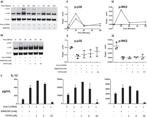 Figure 5. Analysis of the p38 MAPK-MK2 signaling pathway in cDC2 cells. (a): p38i blocks downstream MK2 phosphorylation: (i) Western blot shows the time course of both p38 and MK2 phsophorylation in cDC2 cells and identifies peak activation at 30 min. Isolated cDC2 were activated as indicated (polyI:C/R848) in the presence of absence of BIRB0796 for the indicated periods. Relative expression to actin was obtained from Western blots to show (ii) phospho-p38 MAPK and (iii) phospho-MK2 levels in activated cDC2 in the absence (circle) or presence (cross) of BIRB0796. (b): Comparison of two p38 MAPK inhibitors: (i) Western blot showing the level of phospho-p38 MAPK or MK2 30 min after activation of cDC2 cells. Cells were activated in the absence or presence of BIRB0796 (1 µM), or VX745 at a range of concentrations. Relative quantification of 3 independent-donor Western blot experiments showing inhibition of (ii) phospho-p38 MAPK and (iii) phospho-MK2 levels in activated cDC2. Error bars indicate mean and 1 standard deviation. (c): Inhibition of p38 MAPK enhances IL-12 responses: Isolated cDC2 were treated with the indicated concentrations of BIRB0796 or VX745 prior to activation with polyI:C/R848 and IL-12 secretion determined by ELISA after 24 hrs.