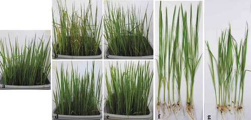 Fig. 5 (Colour online) Control of rice blast in greenhouse by culture broth of B. subtilis BJ-1 on five-leaf stage rice seedlings. a, Rice seedlings without M. oryzae P131 inoculation and BJ-1 treatment served as blank control. b, Rice seedlings only sprayed with conidial suspension (5 × 105 conidia mL−1) served as negative control. c, Rice seedlings sprayed with culture broth of BJ-1 mixed conidial suspension to obtain a final concentration of 10% (v/v). d, Rice seedlings sprayed with tricyclazole (750 μg mL−1) mixed conidial suspension as positive control. e, Rice seeds were soaked with culture broth (10%, v/v) of BJ-1 for 24 h and planted, and then conidial suspension (5 × 105 conidia mL−1) was sprayed onto rice seedlings. f, Seed treatment promoted plant growth of rice. g, Rice plants without any treatments.