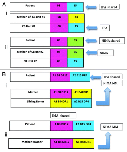 Figure 1. (A) Cord blood transplantation: the ipa and nima effects. (i) IPA effect. Anti-relapse benefit because the mother’s T cell would be sensitized to B*15 and the patient has B*15 (shared IPA). (ii) NIMA effect. Transplant related mortality reduced with CB#2 because the baby donor has tolerance to the non-inherited maternal HLA B*35 and the patient has B*35 (shared NIMA), presumably facilitating engraftment. (B) Renal transplantation: the nima paradox. (i) Results, 80% graft survival at 10 y; significantly (p<.006) different from 50% survival at 10 y for IMA-shared, NIPA-MM sibling donor transplant. (ii) Results, 50% graft survival at 10 y. Not significantly different from paternal donor transplant survival.