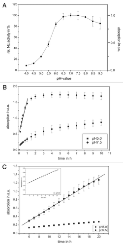 Figure 1. The pH and time dependency of human neutrophil elastase activity. Shown are the NE activity optima according to the pH value of the buffer solution (A) as well as kinetic studies in the in vitro model system using pure substances (B) and in the supernatant of PMNs (C). An amount of 68 nM NE and 1 mM substrate were incubated with different pH values and in a time-dependent way. The pH optimum of NE activity could be approved in the neutral range (between pH 7–8). The supernatant of 3 × 105 PMNs (PMA-activated) was incubated with 1 mM substrate and NE activity was determined in a time-dependent way. In traces (B and C) results obtained at pH 5 are indicated as squares, wheras results obtained at pH 7.5 are indicated as circles. The NE activity was spectrophotometrically determined at 410 nm. Shown are the mean values of three independent experiments ± standard deviation.