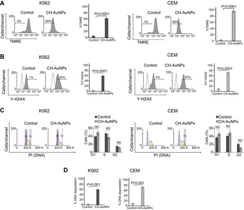 Figure 3 Mitochondrial and nuclear alterations in leukemic cells upon treatment with CH-AuNPs. (A) Mitochondrial membrane potential loss analysis (left) and quantification (right), using TMRE by flow cytometry in K562 and CEM cells after 24 hrs of treatment with CH-AuNPs. (B) Nuclear damage analysis (left) and quantification (right) measured through γ-H2AX by Flow cytometry in K562 and CEM cells. (C) Cell cycle analysis (left) and quantification (right), using propidium iodide (PI) staining in K562 and CEM cells, by flow cytometry after 24 hrs of treatment with CH-AuNPs. (D) DNA degradation analysis, using SubG1 population obtained as in A, by flow cytometry after 24 hrs of treatment with CH-AuNPs.