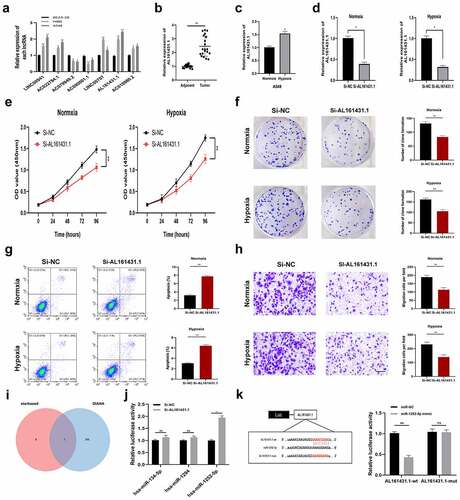 Figure 8. Inhibiting the expression of AL161431.1 blocks LUAD cell proliferation. (a) The mRNA expression level of seven signature lncRNAs in BEAS-2B and two LUAD cell lines (b) Relative expression of AL161431.1 in LUAD tissues and adjacent normal tissues. (c) AL161431.1was upregulated in A549 cells by hypoxia treatment. (d) AL161431.1 was inhibited in A549 using siRNAs. The effect of AL161431.1 on proliferation in A549 was detected using CCK-8 (e) and colony formation assays (f). (g) Transwell assays for cell migration (Scale bars: 100 μm). (h) Flow cytometric analysis of A549 cells transfected with siRNAs or si-NC about apoptotic rates. (i) Venn diagram showed the downstream target miRNAs of AL161431.1 by starbase and DIANA database. (j) The expression of three predicated miRNAs by qRT-PCR. (k) Luciferase assay in A549 cells after co-transfected either AL161431.1-wt or AL161431.1-mut vectors with miR-1252-5p mimic (*p < 0.05; **p < 0.01; ***p < 0.001)