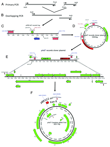 Figure 7. Schematic of Ad7 gDNA cloning. The right and left arms of Ad7 were amplified with primers designed to incorporate a unique PmeI restriction site, an overlap of ~27 nucleotides and flanking AsiSI restriction sites (A). The 2 PCR products were fused together in a second round of amplification (B). A schematic representation of the cloning fragment is shown (C). The cloning PCR fragment is ligated to the Kanamycin resistance gene and the pBR322 origin of replication (D). The recomb cloner plasmid was digested and recombined with the Ad7 genomic DNA in vitro using BJ5183 electrocompetent cells (E). The complete Ad7 genomic DNA plasmid is shown (F).