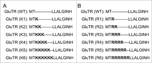 Figure 2. The illustration of GluTR variants with insertion of different numbers of lysine residues (A) and arginine residues (B). WT represented the wild-type GluTR.