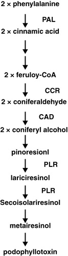 Figure 1. Schematic representation of the PTOX biosynthetic pathway. PAL, phenylalanine ammonia-lyase; CCR, cinnamoyl-CoA reductase; CAD, cinnamyl-alcohol-dehydrogenase; PLR, pinoresinol-lariciresinol reductase (Esmaeilzadeh et al. Citation2011).