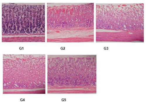 Figure 8 Images of histopathological examination of epithelial tissue. (G1) Negative control; (G2) Ulcer control (G3) Low dose treated; (G4) High dose treated; (G5) It is obvious that with high doses in G4 and G5 that there is restoration of the normal surface epithelial layer (labeled Ε) with less hemorrhage (labeled H) and less inflammatory cells (labeled IC) in comparison to G2 and G3 when low dose is administered. Note that G1 is the negative control.