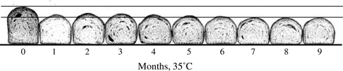 Fig. 3. Sectioned bread baked with stored (35 °C for 0–9 months) rice flour/fresh gluten flour.