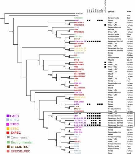 Figure 3. Whole genome-based phylogeny and genetic characteristics of UPEC-46 and selected E. coli ST10 strains. The phylogenetic tree was constructed by using the maximum-likelihood method and bootstrap with 1,000 replicates. The tree was visualized with iTOL and different E. coli pathotypes or E. coli groups are designated with a color code. The following UPEC-46-associated virulence genes were searched: aggR (virulence regulator), aatA (anti-aggregation protein transporter), aaiAG (aggR-activated Island), aap (dispersin, anti-aggregation protein) and afpA, A2, R (AFP, type 4 pili). The strains were positive for Johnson’s criteria (criteria for ExPEC) if positive for ≥2 of the five ExPEC markers, i.e., pap (P fimbriae), sfa/foc (S/F1C fimbriae), afa/dra (Dr binding adhesins), iucD/iutA (aerobactin receptor) and kpsMT II (group 2 capsule synthesis) [Citation77]. UPEC-46 strain is related to strains with similar virulence profile (afp positive) present in the box. E. fergusonii serves as outgroup. UTI: urinary tract infection; ABU: asymptomatic bacteriuria