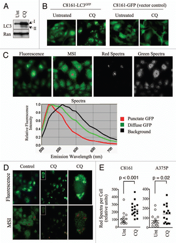 Figure 1 Punctate, autophagosome-associated LC3-GFP exhibits a unique spectral profile. (A) C8161 cells were treated with hydroxychloroquine (CQ; 25µM) for 16 h. Protein gel blots are shown. Ran is included as a loading control. (B) C8161-LC3-GFP and C8161-GFP-vector control cell lines were treated with CQ as in (A). Fluorescence images are shown. (C) Untreated C8161 cells were imaged using conventional fluorescence microscopy (top panel, far left) or multispectral imaging (MSI; top panel, second from left). Distinct spectra, represented by red and green pseudocolors, which are displayed in the spectral library (bottom panel), were uncoupled and shown as separate images (top, right). (D) C8161-LC3-GFP cells were treated with CQ (25µM) for 16 h. Control and CQ-treated cultures were analyzed by MSI. Fluorescence (top) and MSI unmixed images (bottom) are shown. Single cells (insets) were magnified to show co-localization of LC3-GFP puncta and red spectra. (E) The average signal, normalized to exposure time, for red spectra per cell was quantified in 15 single cells using MSI quantitative software. Histograms show the distribution of single cell, red spectra averages for control and CQ-treated C8161-LC3-GFP and A375P-LC3-GFP cells. Statistical significance was determined using the Student's t-test.