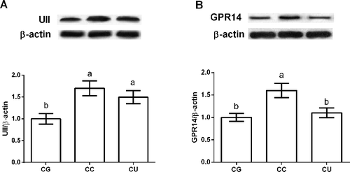 Figure 4. Effects of urantide injection on liver UII (A) and GPR14 (B) expression. Data are presented as mean ± SEM. The values having different superscript letters were significantly different (P < 0.05; n = 6).