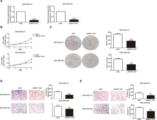 Figure 2 MNX1-AS1 knockdown inhibited proliferation, migration and invasion of BC cells.Notes: (A) The MNX1-AS1 expression level was determined by qRT-PCR in MDA-MB-231 and MDA-MB-468 cells transfected with siRNAs. GAPDH was used as control. (B, C) The MDA-MB-231 and MDA-MB-468 cells were transfected with siRNA-MNX1-AS1 or negative control for 48 hours. The relative cell proliferation was measured using CCK-8 assays and colony-forming assays. (D, E) The migration and invasion ability of the two cell lines transfected with siRNA-MNX1-AS1 or NC were measured by Transwell assays.