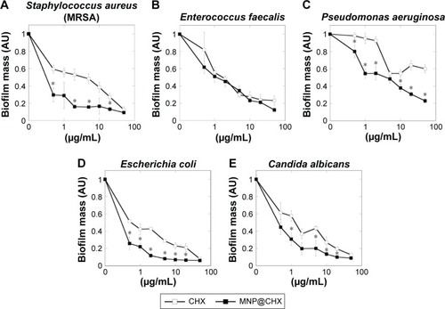 Figure 2 Anti-biofilm activity of chlorhexidine-coated magnetic nanoparticles against different biofilm-forming pathogens.Notes: (A–E) Preventive effect of free CHX and MNP@CHX against biofilm-forming representative of Gram-positive and Gram-negative bacteria and fungi. *Statistically significant (P≤0.05) activity of MNP@CHX compared to CHX.Abbreviations: CHX, chlorhexidine; MNP@CHX, magnetic nanoparticles functionalized by chlorhexidine; MRSA, methicillin-resistant Staphylococcus aureus.