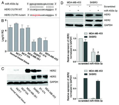 Figure 1. The expressions of miR-450b-3p and HER3 in breast cancer cells. (A) Schematic representation of the interaction between miR-450b-3p and the binding site on the wild-type HER3 3′ UTR, and the 6 bp modified in the mutated control. (B) The abundance of miR-450b-3p of the seven types of tissue or cell lines was evaluated by real-time PCR. The 18S rRNA was used as control. After normalization, data were transformed as log10 of relative quantity (RQ). (C) The expression of HER3, HER2, and GAPDH (the loading control) were quantified by western blot in indicated cell lines. (D) MDA-MB-453 and SKBR3 were transfected with 1nmol miR-450b-3p precursor or scrambled oligonucleotides for 36 h, and then cells were harvested and analyzed by western blot. The results are representative of three independent experiments; bars, SD, * and #, significantly different compared with scrambled control (P < 0.05).