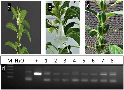 Figure 3. Different developmental stages of putative transgenic sesame plants. a) flowering initiation in sesame plants about 45 days post transformation; b) flowering in putative transgenic sesame plants 65 days post transformation; c) transgenic individual plants reaching seed-setting under greenhouse conditions; and d) PCR-screening of putative transgenics sesame plants using flower-tissues by 35 s primer. M: 100bp ladder DNA marker, lane 1: negative control: water, lane 2: negative control (non-transgenic plant), lane 3: positive control (pFGC5941 RNAi vector), and lane from 4 to 11 transgenic plants.