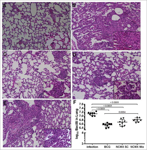 Figure 8. Vaccination with NCMX reduced the histopathological damage and bacterial load in the lungs of Mtb-challenged mice. Thirty days after the last vaccination via subcutaneous and mixed administration, mice were challenged with 106 CFU per animal. After thirty days, the mice were euthanized, and the lungs were studied to determine the capacity of the vaccination to protect against damage and pathological response (A to E), as well as its capacity to diminish the bacterial load in the lungs (F). Lung samples were also stained with H&E and analyzed for damage at 4x magnification and 40x magnification. Differences among the mean CFU values were determined by one-way ANOVA, and p values are shown. Significant differences were demonstrated among the groups, n = 8.