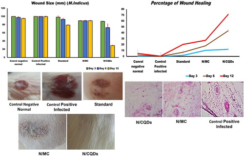 Figure 10. Size of the infected wound with M. indicus (108 CFU/ml) at 12 days, Percentages of wound healing and histopathological investigations clearly showed the inflammatory congested and inflamed blood vessels due to the severe inflammation and which decreases completely through the treatment (mean ± SE).