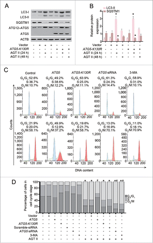 Figure 10. Autophagy induction is required for ATG5-mediated cell cycle progression. (A) HK-2 cells were transiently transfected with plasmids encoding pcDNA3.1-ATG5-K130R or pcDNA3.1-HA followed by incubation with 10−6 mol/L of AGT II for 24 or 48 h. Expression of LC3, SQSTM1/p62, and ATG5 (ATG12-conjugated and monomeric) were examined by immunoblot. (B) Relative expression levels of the indicated proteins normalized to ACTB. Data are mean ± SEM (n = 3); *, P < 0.05 vs. negative control, empty vector, or ATG5-K130R control vector. (C) HK-2 cells were transiently transfected with plasmids encoding pcDNA3.1-ATG5, pcDNA3.1-ATG5-K130R or pcDNA3.1-HA, or scramble siRNA, ATG5 siRNA, or cells pretreated with 3-MA, and then cell cycle distribution was analyzed in the absence (upper panels) or presence (lower panels) of AGT II for 48 h. (D) HK-2 cells were treated as indicated and the histograms represent the distribution of cells cycle among different groups. Data are means ± SEM (n = 3); *, P < 0.05 vs. cells in the absence of AGT II; #, P < 0.05 vs. cells treated with AGT II without ATG5 overexpression. Symbols indicate the fraction of G2/M phase cells.