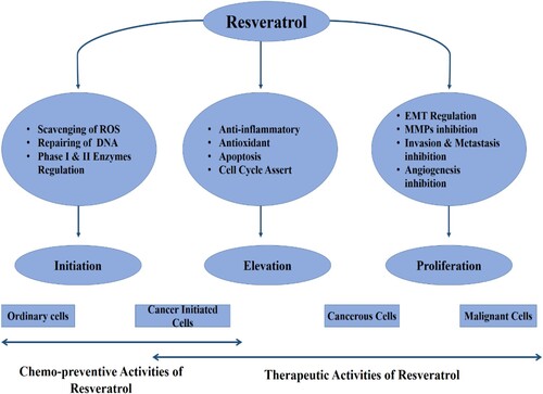 Figure 2. Effect of resveratrol at different stages of cancer.