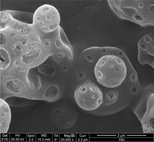 Figure 6 Shape of the microspheres after in vitro release studies.