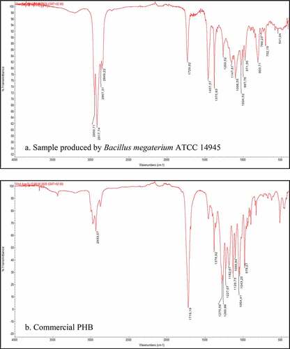 Figure 6. Comparison of FTIR spectra obtained from the analysis of PHAs extracted from bacterial cell grown in VFAs-rich stream from acidogenic fermentation of food waste (a) and of a commercial PHB sample (b)