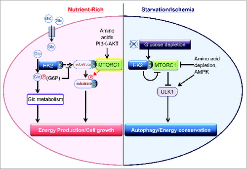 Figure 1. HK2 detects glucose depletion to bind and inhibit MTORC1, enhancing autophagy. In the presence of glucose, the binding is inhibited by glucose 6-phosphate (G6P) generated by HK2 catalytic activity. Glc, glucose.