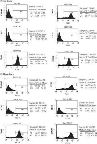 Figure 2. Immunophenotypes of normal and heat-treated MSCs. PE-conjugated anti-CD45, -CD44, -CD90, -CD34, or -CD105 antibodies were reacted with MSCs that were untreated (A, no shock) or incubated for 24 h after heat shock (B, heat shock). The result was obtained by analysis using flow cytometry. A representative image is displayed from three independent experiments.