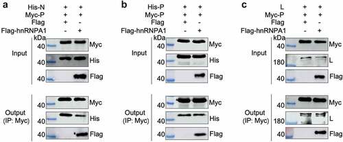 Figure 7. hnRNPA1 disrupts the viral P-N interaction. (A-C) 293T cells were transfected with pMyc-P and pFlag-hnRNPA1 or p3×flag-CMV-14 (control), together with plasmids expressing His-N, His-P, or L. The whole-cell lysates were obtained at 24 h post transfection and were immunoprecipitated with anti-Myc antibody. The anti-Myc, anti-His, anti-Flag and anti-L antibodies were used for Western blotting.
