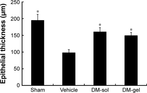 Figure 4 Changes in buccal mucosa thickness after repeated application of 1) vehicle, 2) DM-sol, and 3) DM-gel for 4 weeks in diabetic mice with hyposalivation. Vertical bars represent ± SD (n=7−8). Statistical analysis was performed using Student’s t-test; *P<0.05 versus vehicle.