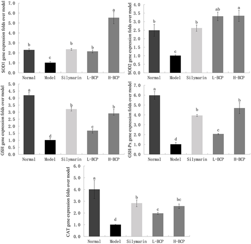 Figure 3 Gene expression of SOD1, SOD2, GSH, GSH-Px, and CAT in the liver. a–dMean values with different letters in the same bar graph are significantly different (P < 0.05), per Tukey’s test. Normal: 0.9% normal saline gavage; Model: intraperitoneal injection of D-Gal/LPS; Silymarin: 100 mg/kg·bw gavage of silymarin, and intraperitoneal injection of D-Gal/LPS; L-BCP: 150 mg/kg·bw gavage of blood coral polysaccharides, and intraperitoneal injection of D-Gal/LPS; H-BCP: 300 mg/kg·bw gavage of blood coral polysaccharides, and intraperitoneal injection of D-Gal/LPS.