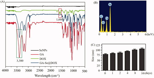 Figure 2. (A) FTIR spectra of selenium nanoparticles (SeNPs), galactose (GA), doxorubicin (DOX) and GA-Se@DOX. (B) EDX analysis of GA-Se@DOX. (C) Stability observation of GA-Se@DOX nanoparticles in aqueous solution.