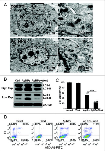 Figure 9. Autophagy-inducing ability and synergetic killing effect of Ag NPs with wortmannin in B16 cells. (A) TEM of B16 cells treated with PBS (control) or 50 μg/mL Ag NPs for 24 h. The right panel is a high magnification image of the indicated portion. Arrows indicate autophagosomes and autolysosomes. (B) Western blotting of LC3 in B16 cells treated with PBS (control) or 50 μg/mL Ag NPs for 24 h in the presence or absence of 1 μM wortmannin. (C) MTT assay of B16 cells treated with PBS (control) or 50 μg/mL Ag NPs for 24 h in the presence or absence of 1 μM wortmannin. Mean±SEM, n = 5. ***P < 0.001 comparing to the control group. (D) ANXA5-FITC PtdIns assay of B16 cells treated as in (C) for 24 h. Shown are the relative percentages of live (lower-left quadrant), early apoptotic (lower-right quadrant), and late apoptotic and necrotic (upper-right quadrant) cells.