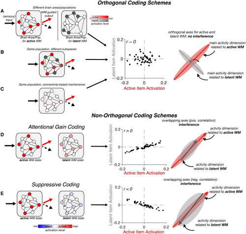 Figure 1. Summary of possible coding schemes for active vs. latent WM. Rows show different putative coding mechanisms for active versus latent WM. Left-hand column: Circuit-level depiction of various coding schemes in an example neural population. Each grey square represents a WM-coding neural population. Within the population, circles represent coding units (neurons), and arrows represent directed connections. Activated units are shown in colour (active: red, latent: grey or blue). Middle column: Correlation between activation patterns for items in an active (x-axis) or a latent (y-axis) state. Individual points indicate units. Correlations are exaggerated for illustration. Right-hand column: Neural state-space representation. When reduced to their most informative dimensions, neural patterns for active or latent items may occupy different subspaces. The extent of their overlap is a reflection of how correlated patterns are for active and latent WM. (A-C). Various coding schemes leading to orthogonal representations (no correlation between active and latent patterns). (A). Separate brain areas or separable neural populations. (B). Separate patterns in the same neural population. (C). Connectivity-based (i.e., activity-silent storage) can also separate active from latent WM by changing the weights of different connections in the population. (D-E). Non-orthogonal coding schemes. (D). Attention Gain coding separates active from latent WM through differences in amplitude, rather than different patterns. (E) Similarly, suppressive coding stores latent WM in the same neural pattern, but through a reversal of activity, leading to anti-correlated activity patterns that nevertheless occupy the same neural subspace.